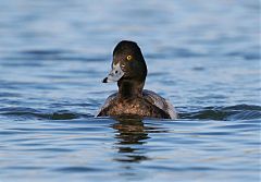 Lesser Scaup